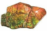 Brilliant Ammolite (Fossil Ammonite Shell) - Beautiful Iridescence! #264858-1